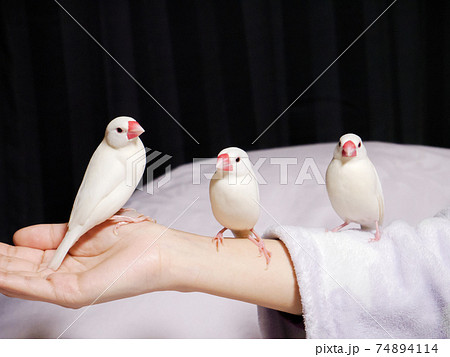 【白文鳥】手乗り文鳥　3羽並び 74894114