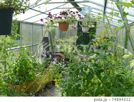 Petunia flowers in hanging pots, tomato plant in wooden boxes in greenhouse.  Vintage botanical background with plants, home hobby still life with gardening objects and nature. 74894312