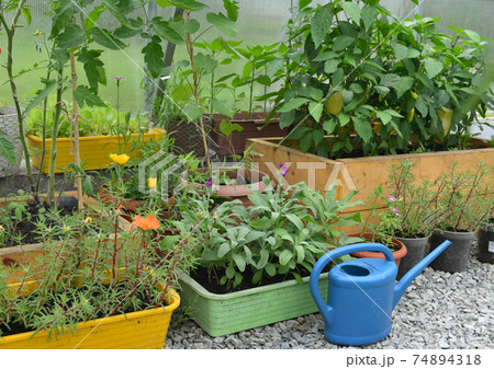 Flowers in pots and tomato and pepper vegetables with watering can in greenhouse.  Vintage botanical background with plants, home hobby still life with gardening objects and nature. 74894318