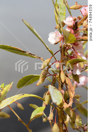 鳳仙花の実の写真素材