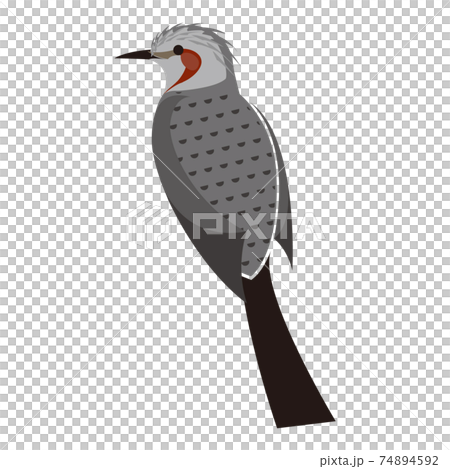 Bulbul vector illustration 74894592
