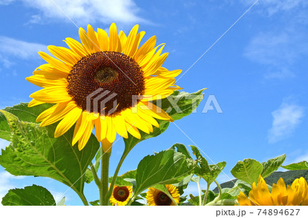 ひまわりはやっぱり青空がお似合いです 74894627