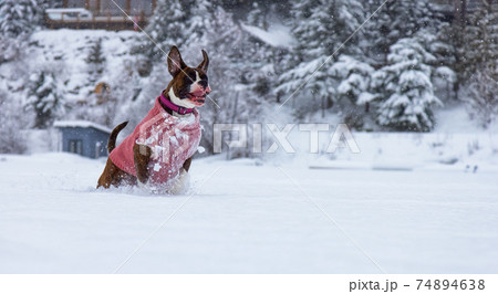 Dog playing in the snow 74894638