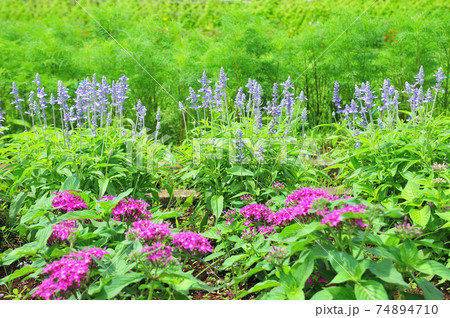 夏の花壇に咲くペンタスとブルーサルビアの写真素材
