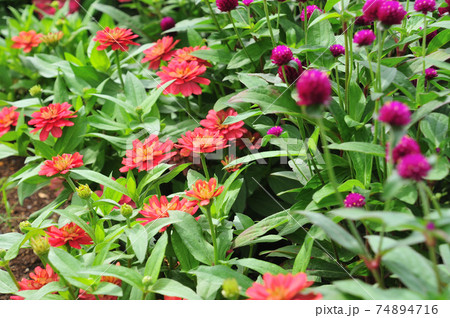 夏の花壇に咲くジニアと千日紅の写真素材