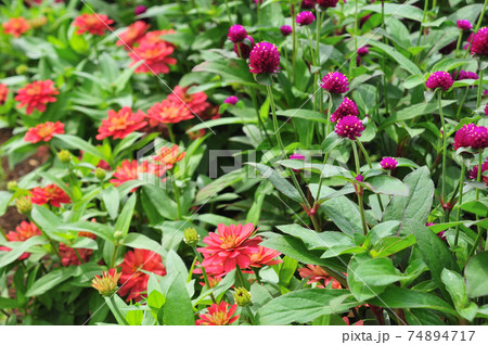 夏の花壇に咲くジニアと千日紅の写真素材