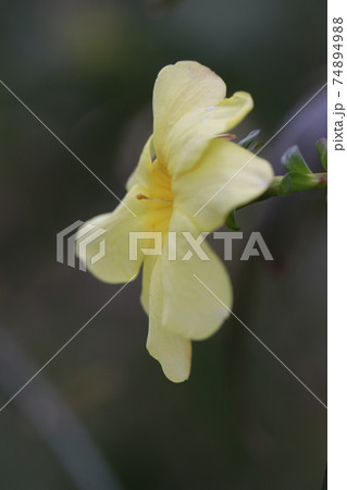 オウバイモドキの花の写真素材 7449