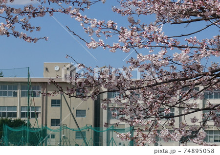 満開の桜 学校 校舎 満開の桜 学校 校舎 74895058