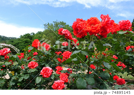 満開のバラ　薔薇　ばら 74895145