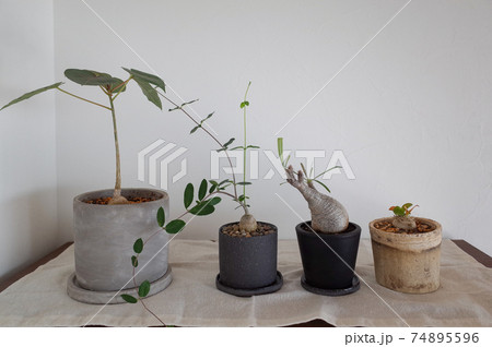 塊根植物(グラキリス、火星人、恵比寿笑い、フィカス・ペティオラリス) 塊根植物(グラキリス、火星人、恵比寿笑い、フィカス・ペティオラリス) 74895596
