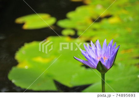 初夏から夏の朝に咲く睡蓮 74895693