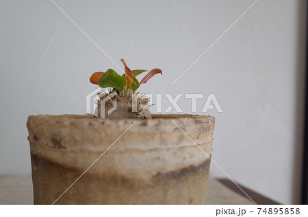 恵比寿笑い（パキポディウム・ブレビカウレ） 74895858