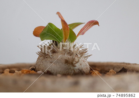 恵比寿笑い(パキポディウム・ブレビカウレ) 恵比寿笑い(パキポディウム・ブレビカウレ) 74895862