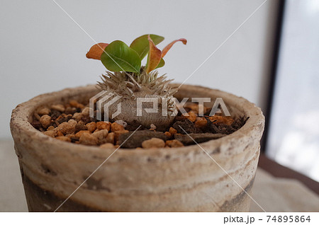 恵比寿笑い（パキポディウム・ブレビカウレ） 74895864