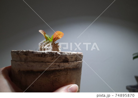 恵比寿笑い（パキポディウム・ブレビカウレ） 74895870