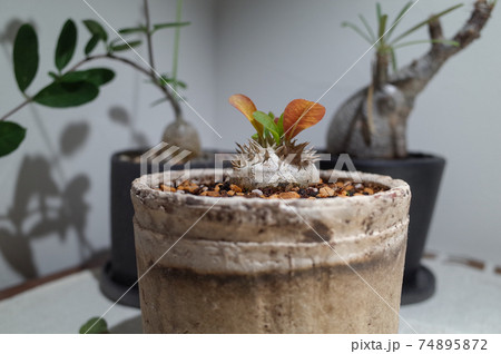 恵比寿笑い（パキポディウム・ブレビカウレ）などの塊根植物 74895872