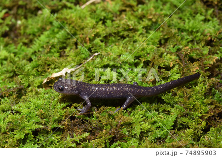 ヒダサンショウウオ 幼体 ヒダサンショウウオ 幼体 74895903