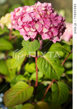 pink hydrangea flowers, close up, in beautiful sunny light 74895984