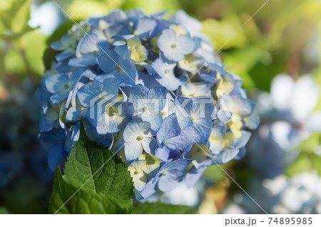 blue hydrangea flowers, close-up, on a background of greenery 74895985