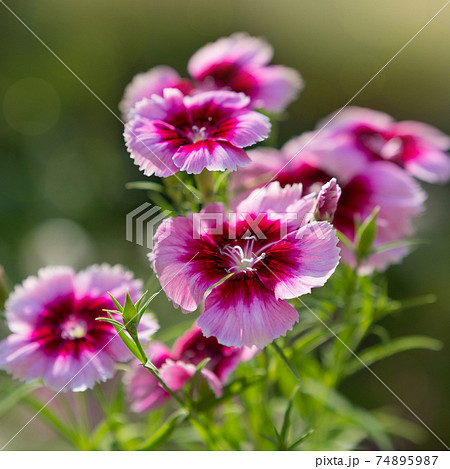 pink flowers of Chinese carnation close-up, on a background of greenery 74895987