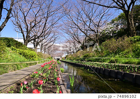 桜とチューリップの咲く江川せせらぎ緑道 桜とチューリップの咲く江川せせらぎ緑道 74896102