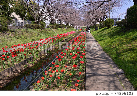 桜とチューリップの咲く江川せせらぎ緑道 桜とチューリップの咲く江川せせらぎ緑道 74896103