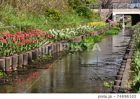 桜とチューリップの咲く江川せせらぎ緑道 桜とチューリップの咲く江川せせらぎ緑道 74896105