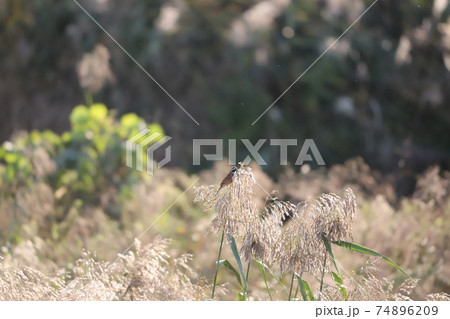 風に揺られながらススキの種を食べるホオジロの写真素材 7469