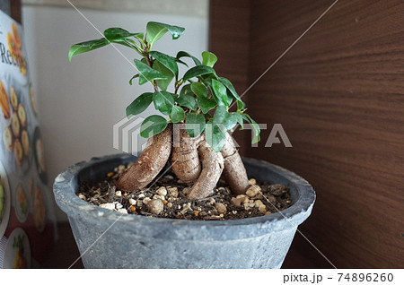 ガジュマル ガジュマル 74896260