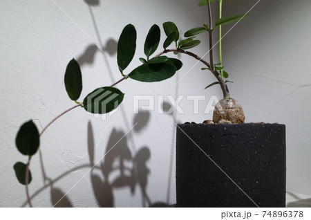 フォッケア エデュリス（火星人） 74896378