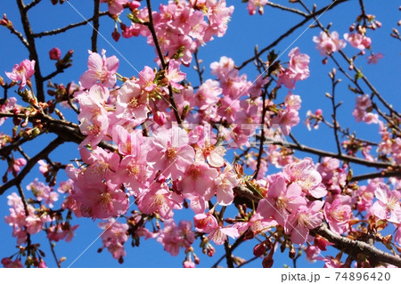 2月に咲くカワヅザクラ(河津桜) 2月に咲くカワヅザクラ(河津桜) 74896420
