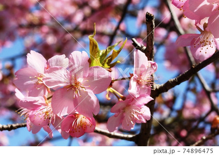 2月に咲くカワヅザクラ（河津桜） 74896475