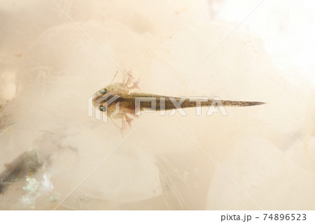 ふ化直後のエゾサンショウウオ幼生 ふ化直後のエゾサンショウウオ幼生 74896523