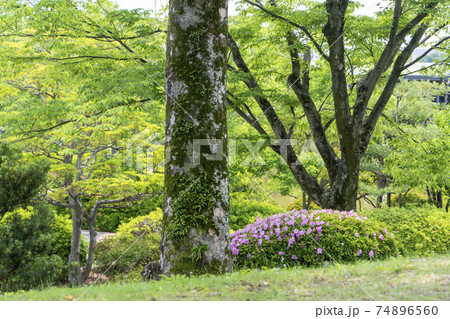 日本庭園 ツツジ 日本庭園 ツツジ 74896560