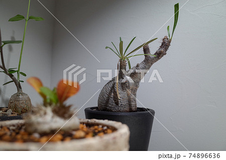 グラキリスと、恵比寿笑いと、火星人 グラキリスと、恵比寿笑いと、火星人 74896636