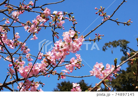 2月に咲くカワヅザクラ(河津桜) 2月に咲くカワヅザクラ(河津桜) 74897145