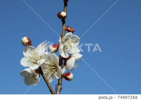見頃を迎えた満開の白梅 74897268