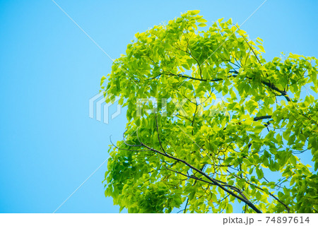 さわやか春の芽吹き 新緑 74897614
