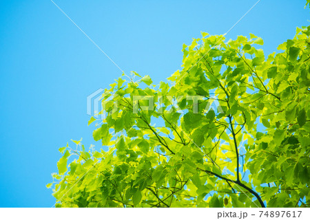 さわやか春の芽吹き 新緑 74897617