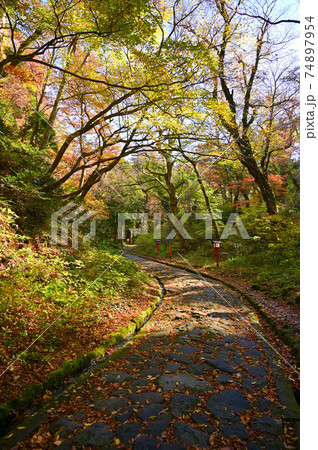 大神山神社奥宮　参道　鳥取県大山町 74897954