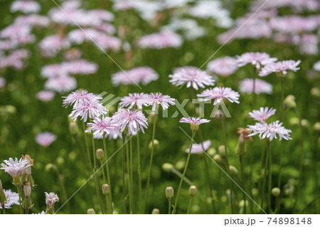モモイロタンポポの花壇の写真素材