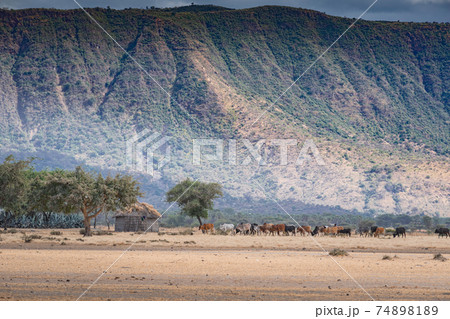 African herd of cows near a Maasai Boma and the foothills of a mountain. Arusha, Tanzania. Africa. 74898189