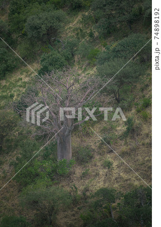 Baobab isolated in the middle of the forest, on a mountain slope. Arusha, Tanzania. Africa. 74898192
