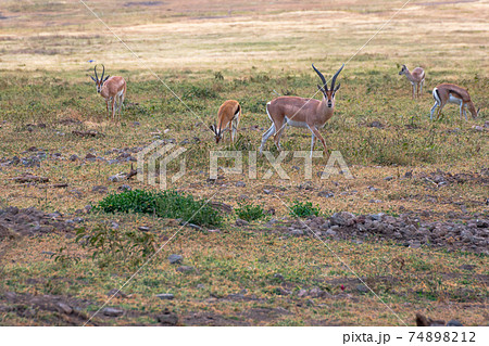 Several specimens of Thompson's gazelle in the grassland of the Ngorongoro Conservation Area. Safari concept. Tanzania. Africa Several specimens of Thompson's gazelle in the grassland of the Ngorongoro Conservation Area. Safari concept. Tanzania. Africa 74898212