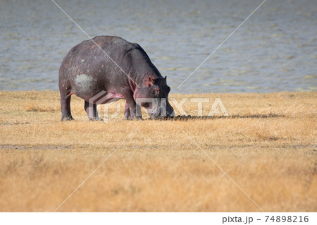 Isolated hippopotamus on the shores of Lake Magadi, in the Ngorongoro Crater Conservation Area. Safari concept. Tanzania. Africa 74898216