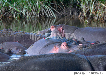 Group of hippos at a waterhole in the Ngorongoro Crater Conservation Area. Safari concept. Tanzania. Africa 74898217