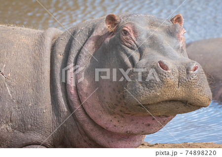 Hippo portrait in waterhole in the Ngorongoro Crater Conservation Area. Safari concept. Tanzania. Africa 74898220