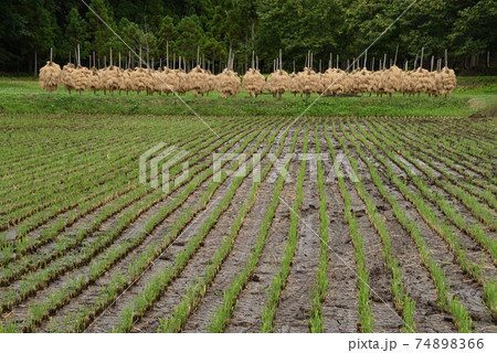 秋の農村風景 74898366