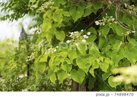 イワガラミ 74898470