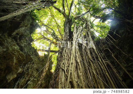ガジュマルの大木 74898582